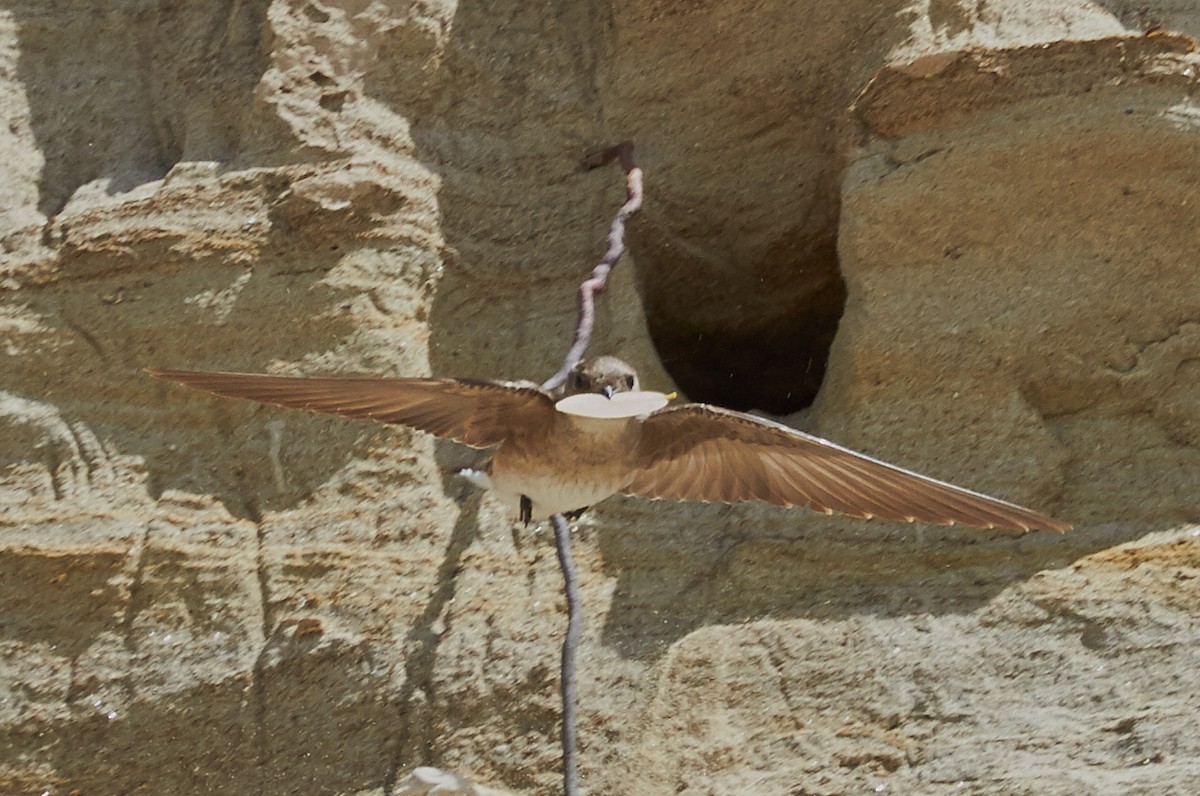 Hirondelle à ailes hérissées - ML32634491