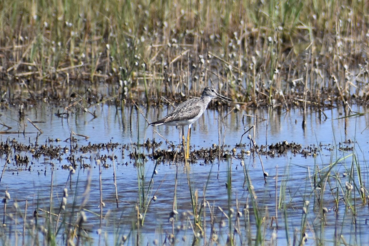 Greater Yellowlegs - ML326344911