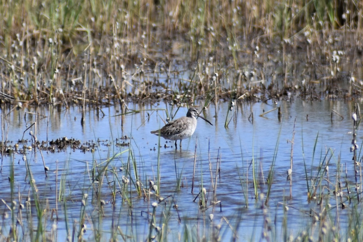 Short-billed Dowitcher - Tia Offner