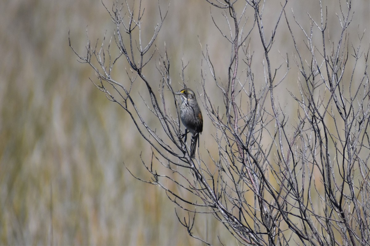 Seaside Sparrow (Gulf of Mexico) - ML326345531