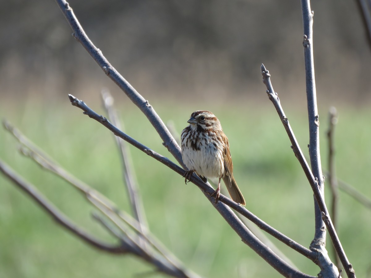 Song Sparrow - ML326345781