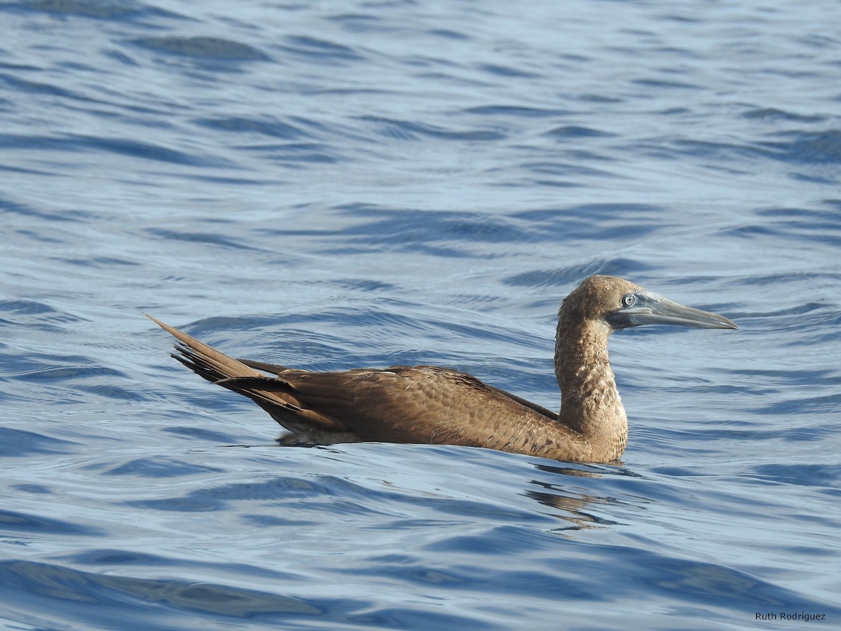 Brown Booby - ML326346281
