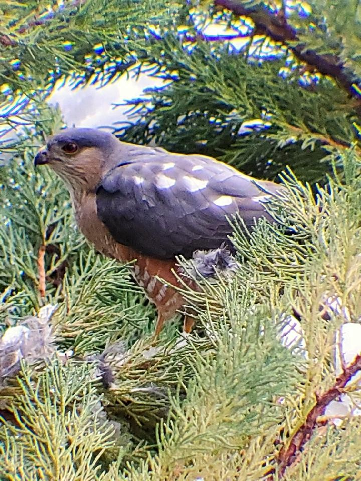 Sharp-shinned Hawk - ML326346681