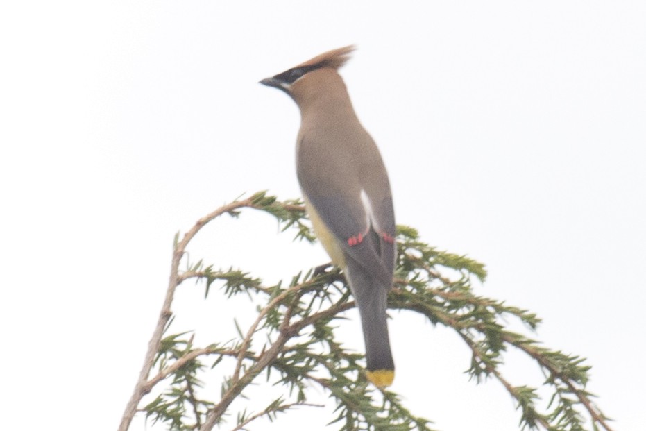 Cedar Waxwing - David Brown