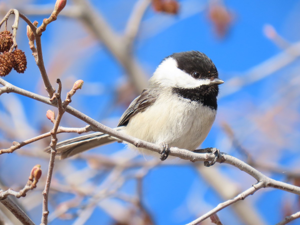 Black-capped Chickadee - ML326346911