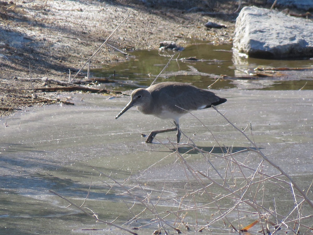 Willet - ML326347431