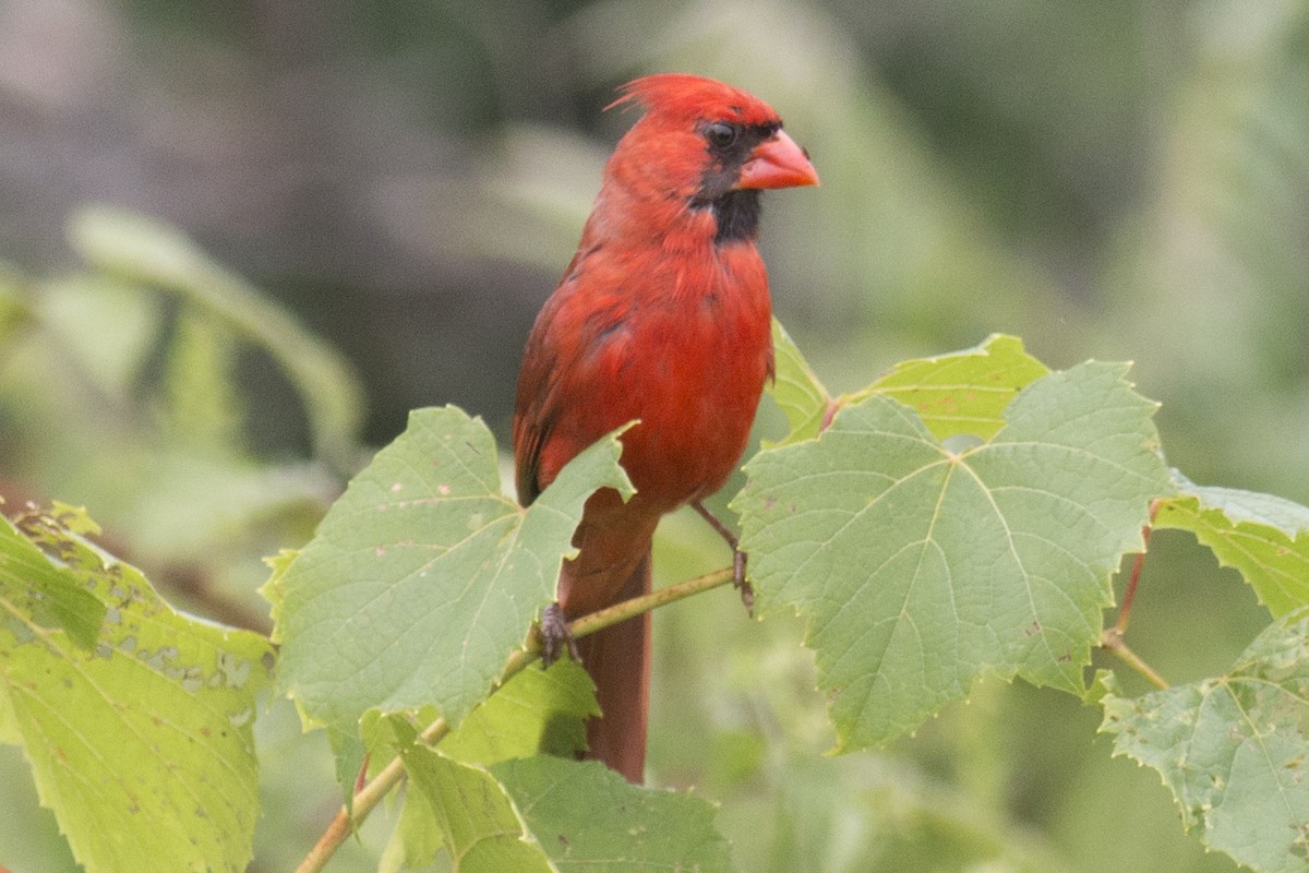 Cardinal rouge - ML32634771