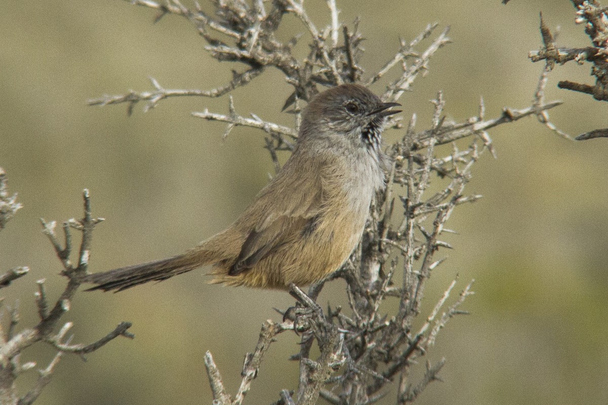 Patagonian Canastero - Miguel Avalos