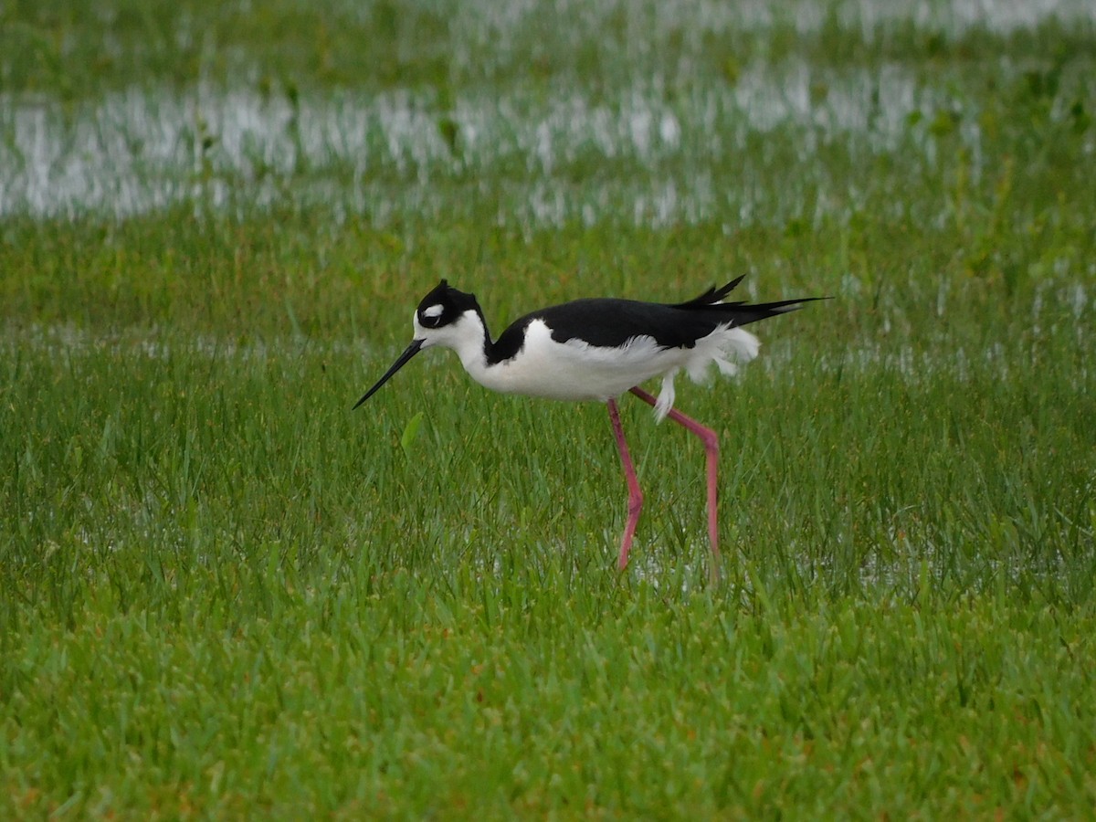 Cigüeñuela Cuellinegra - ML326347781