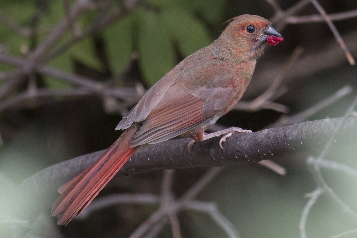 Cardinal rouge - ML32634781