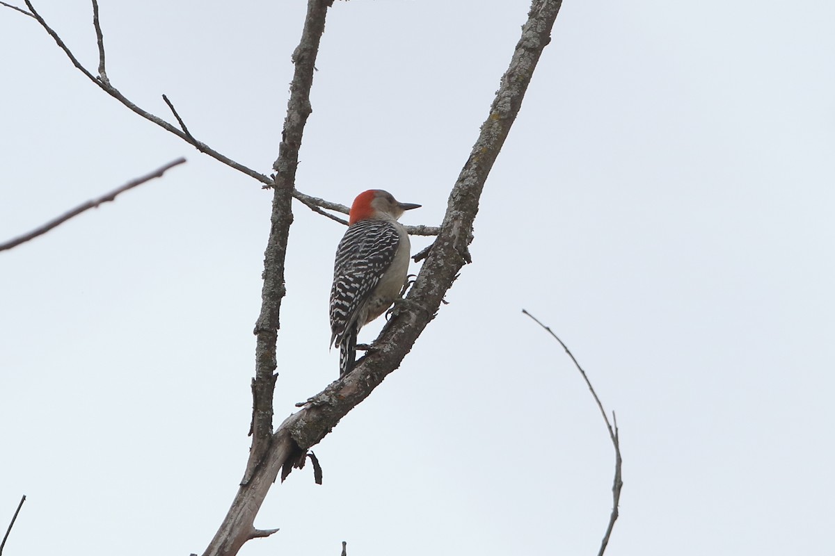 Red-bellied Woodpecker - ML326347891