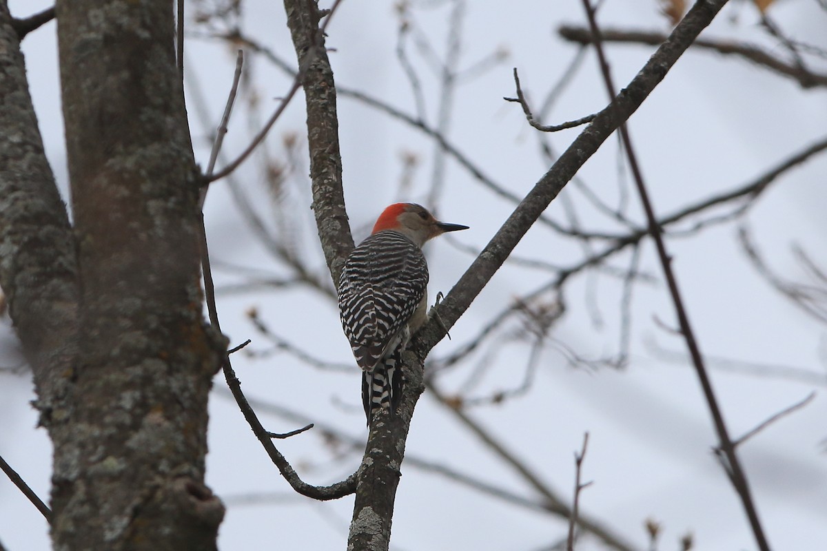 Red-bellied Woodpecker - ML326347941
