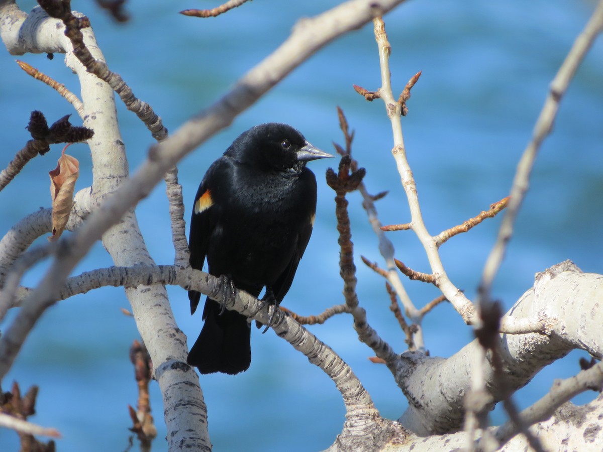 Red-winged Blackbird - ML326349781