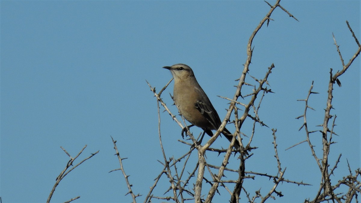 Patagonian Mockingbird - ML326350621