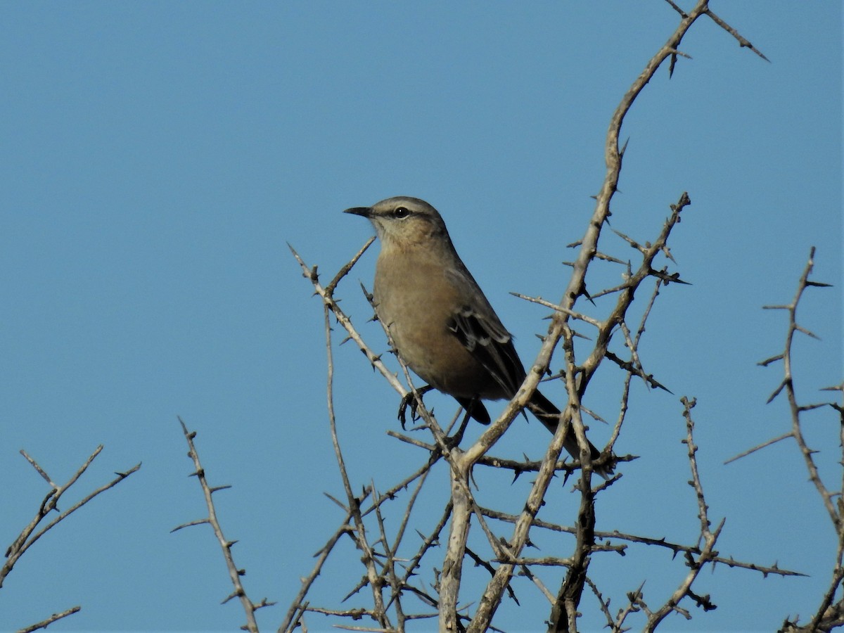 Patagonian Mockingbird - ML326350641