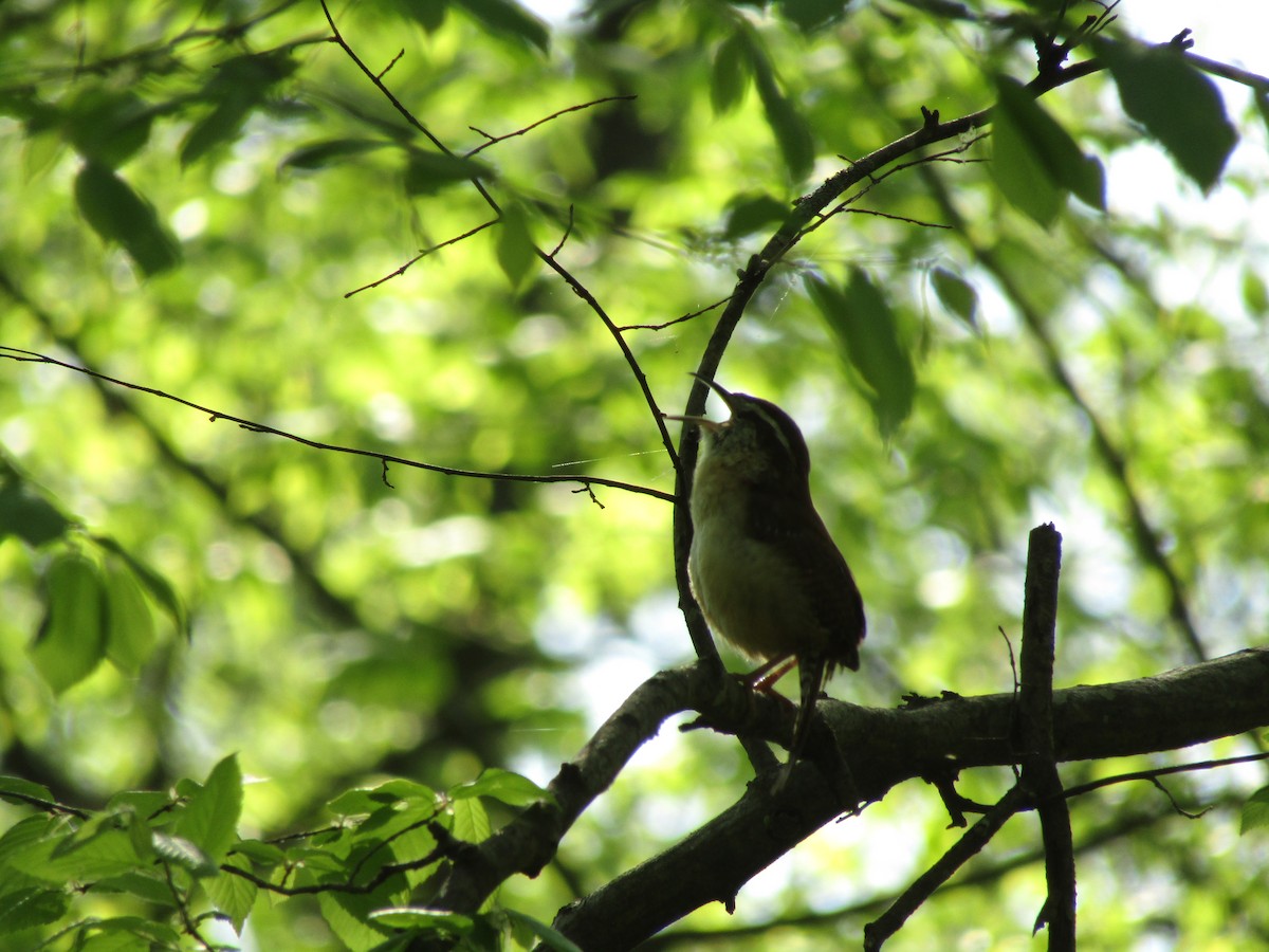 Carolina Wren - ML326351471