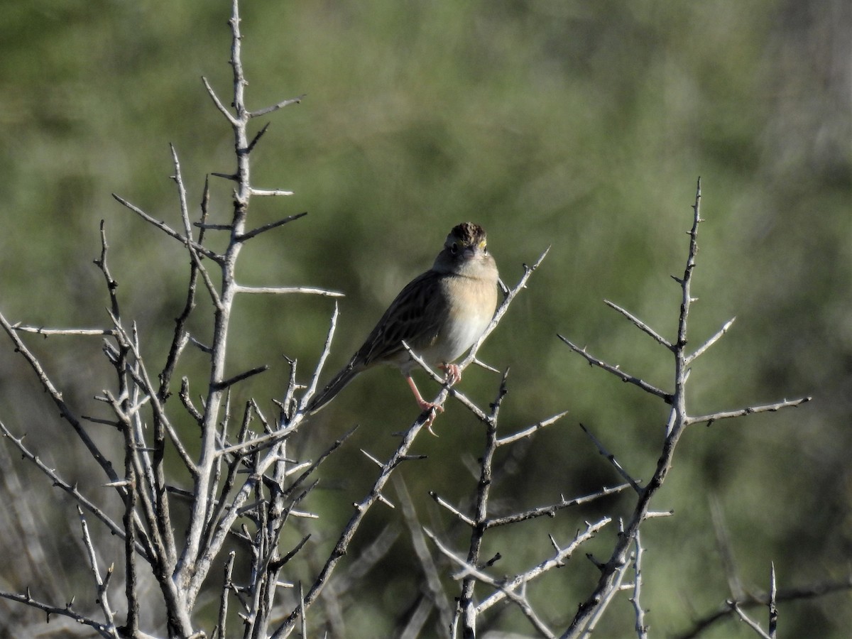 Grassland Sparrow - ML326351481