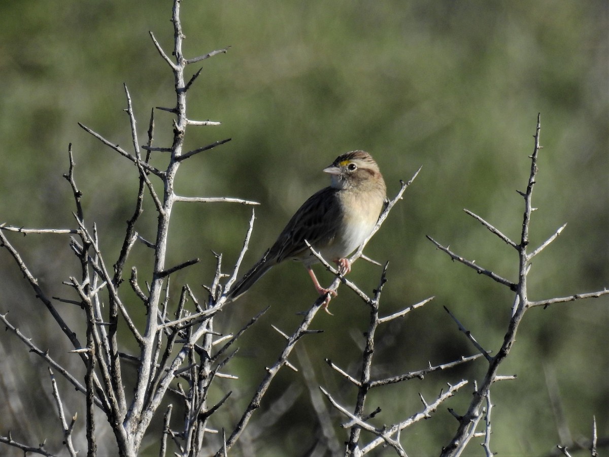 Grassland Sparrow - ML326351491