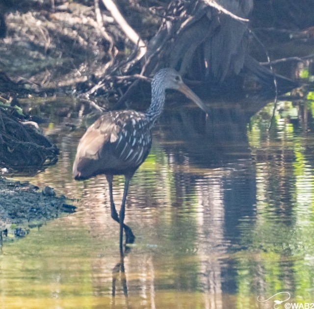 Limpkin - William Blodgett Jr.