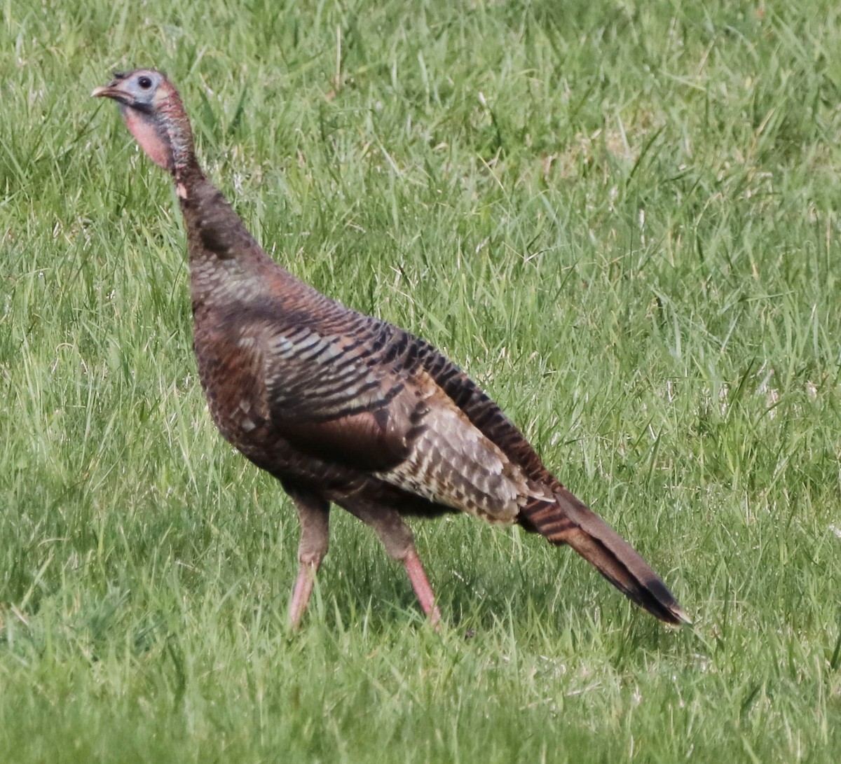 Wild Turkey - ML326353691