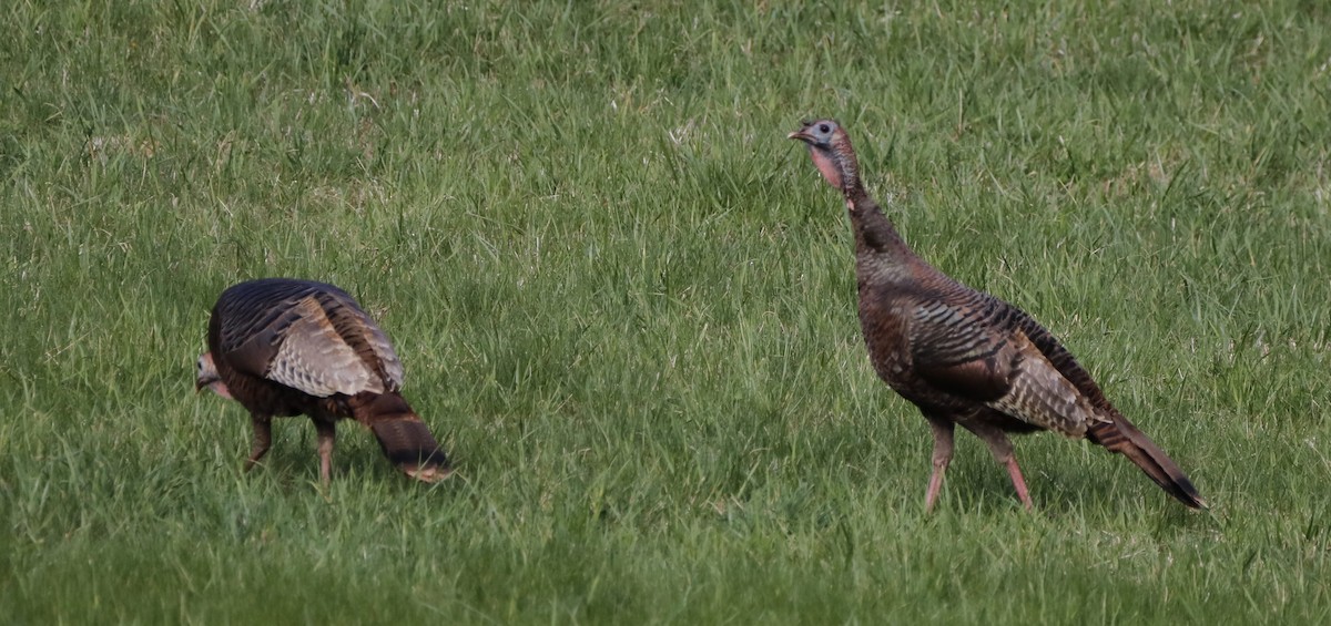 Wild Turkey - ML326353741