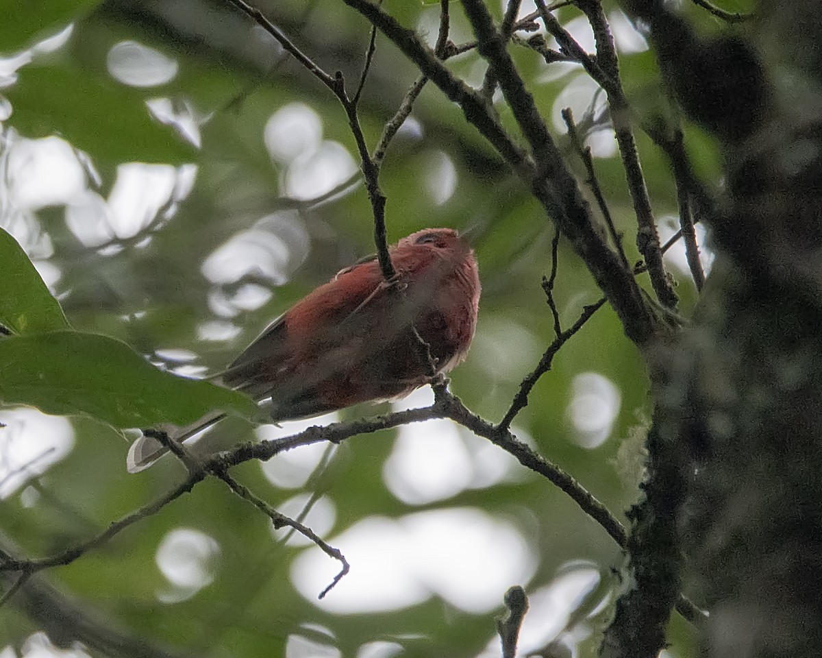 Pink-headed Warbler - ML326354041