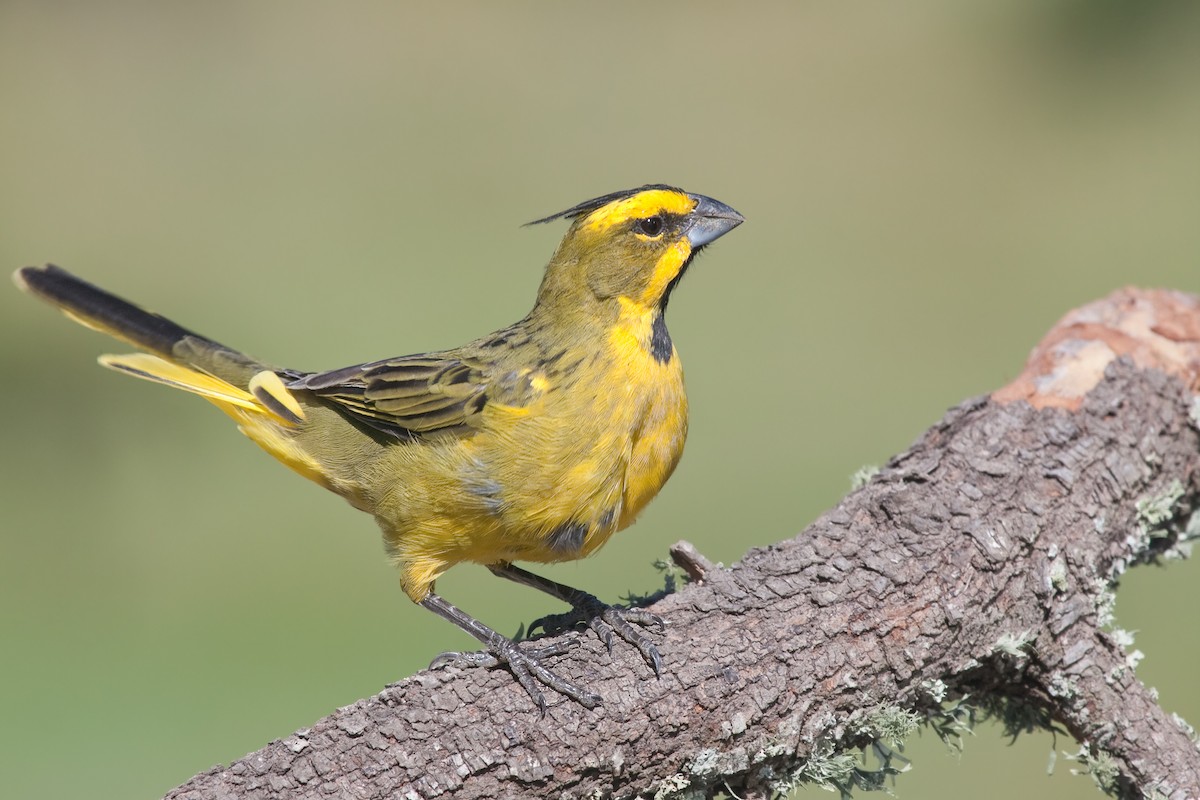 Yellow Cardinal - ML326356421