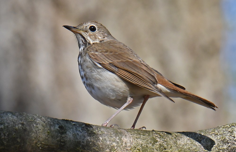 Hermit Thrush - ML326356791