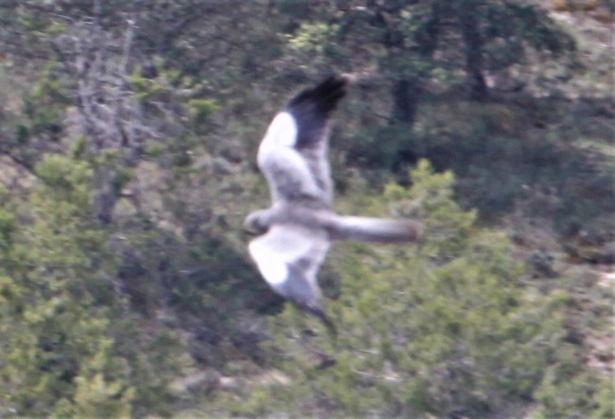 Montagu's Harrier - ML326357111