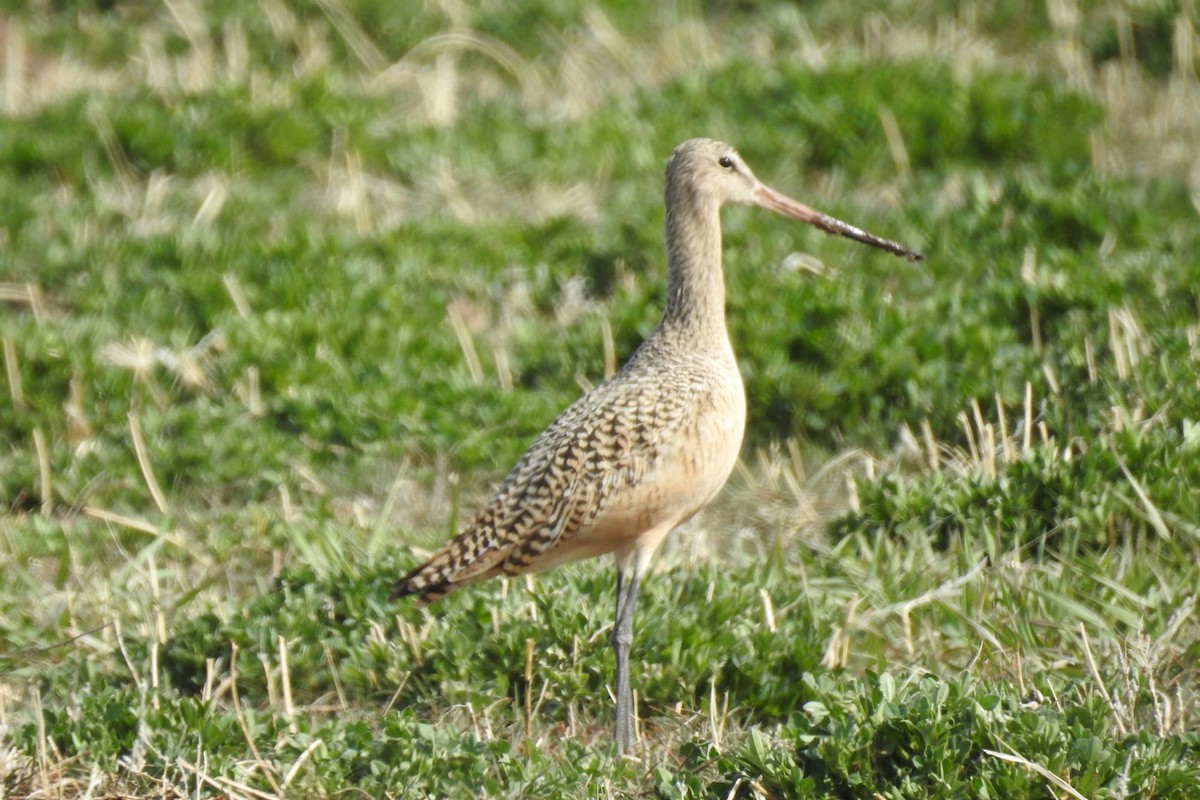 Marbled Godwit - ML326357471