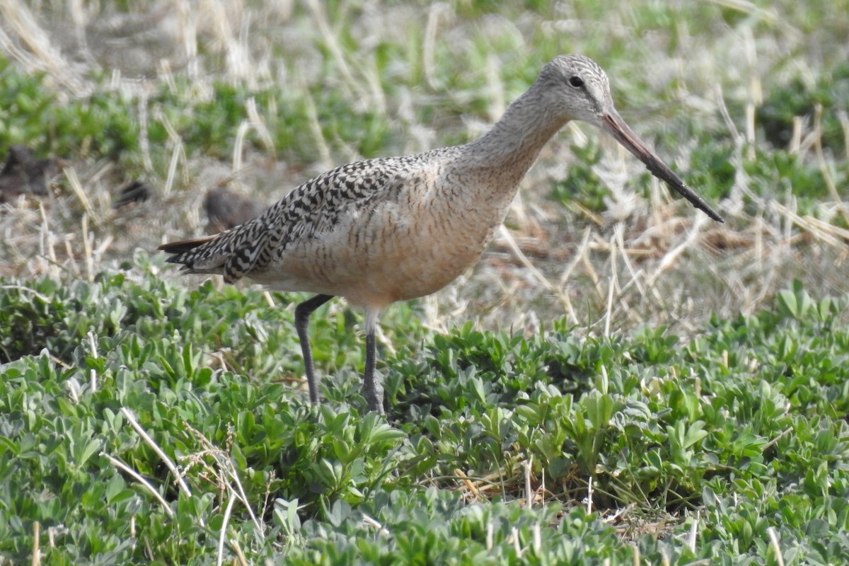 Marbled Godwit - ML326357481