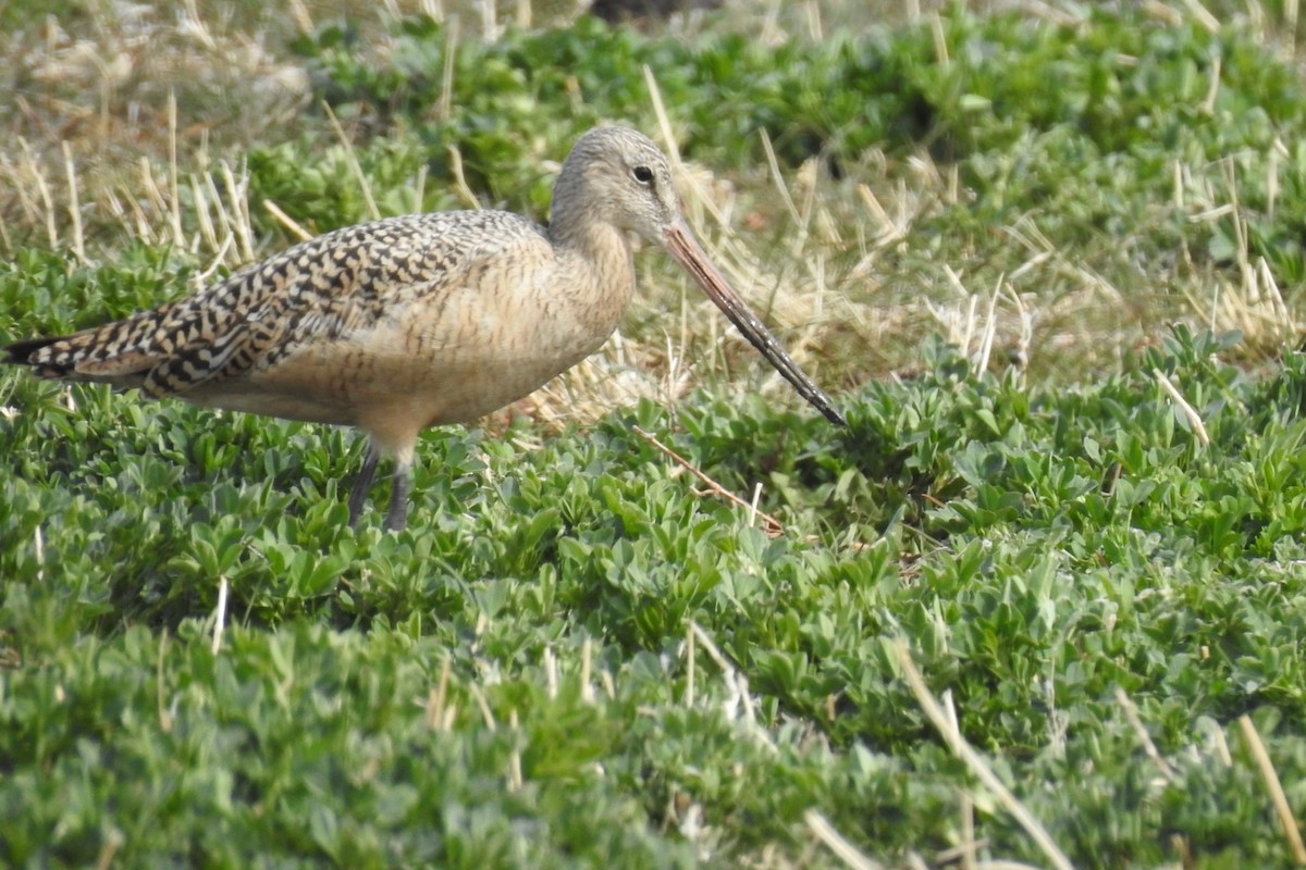 Marbled Godwit - ML326357521