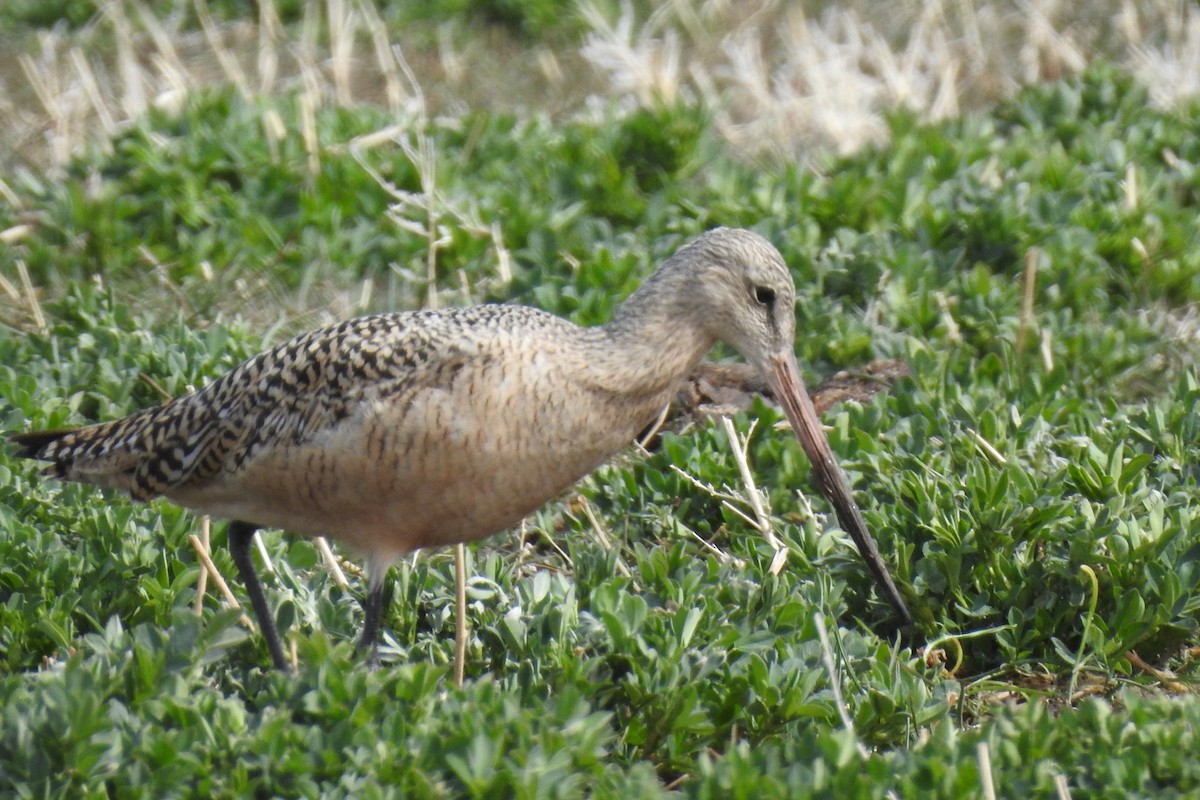 Marbled Godwit - Dan Belter