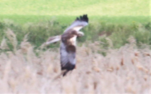 Falco di palude - ML326357571