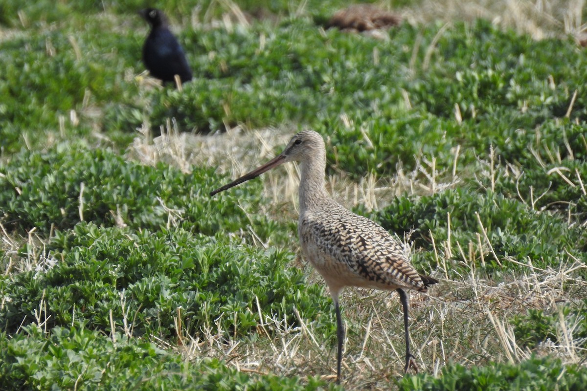 Marbled Godwit - ML326357621