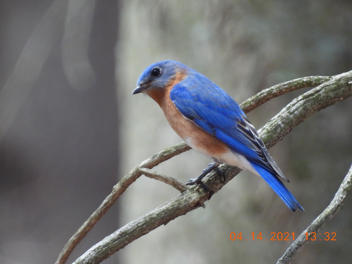 Eastern Bluebird - ML326358081