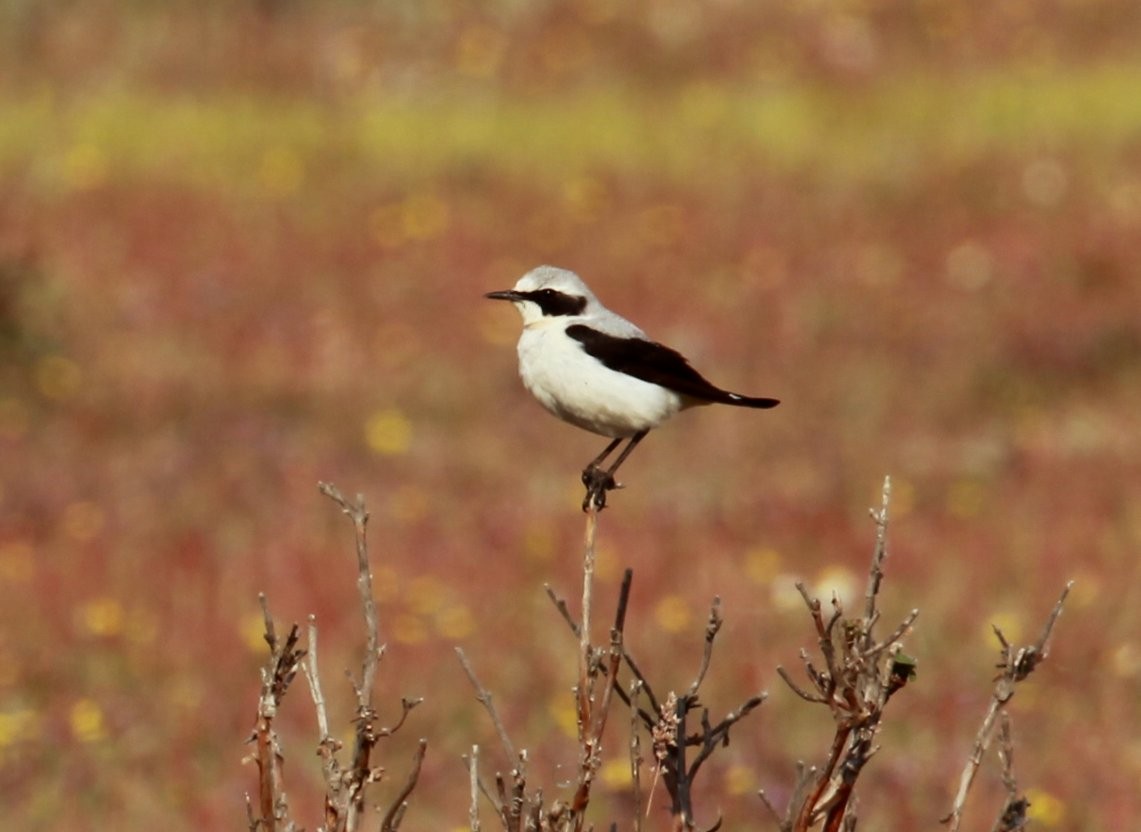 Culbianco - ML326358291