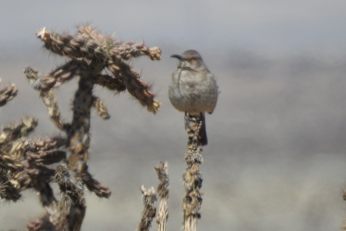 Curve-billed Thrasher - ML326358691