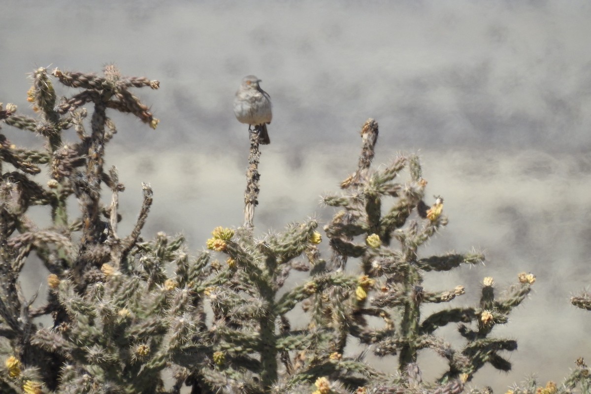 Curve-billed Thrasher - ML326358701