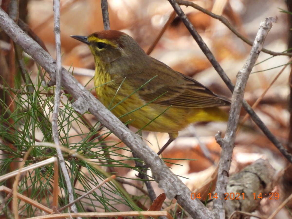 Palm Warbler - ML326359721