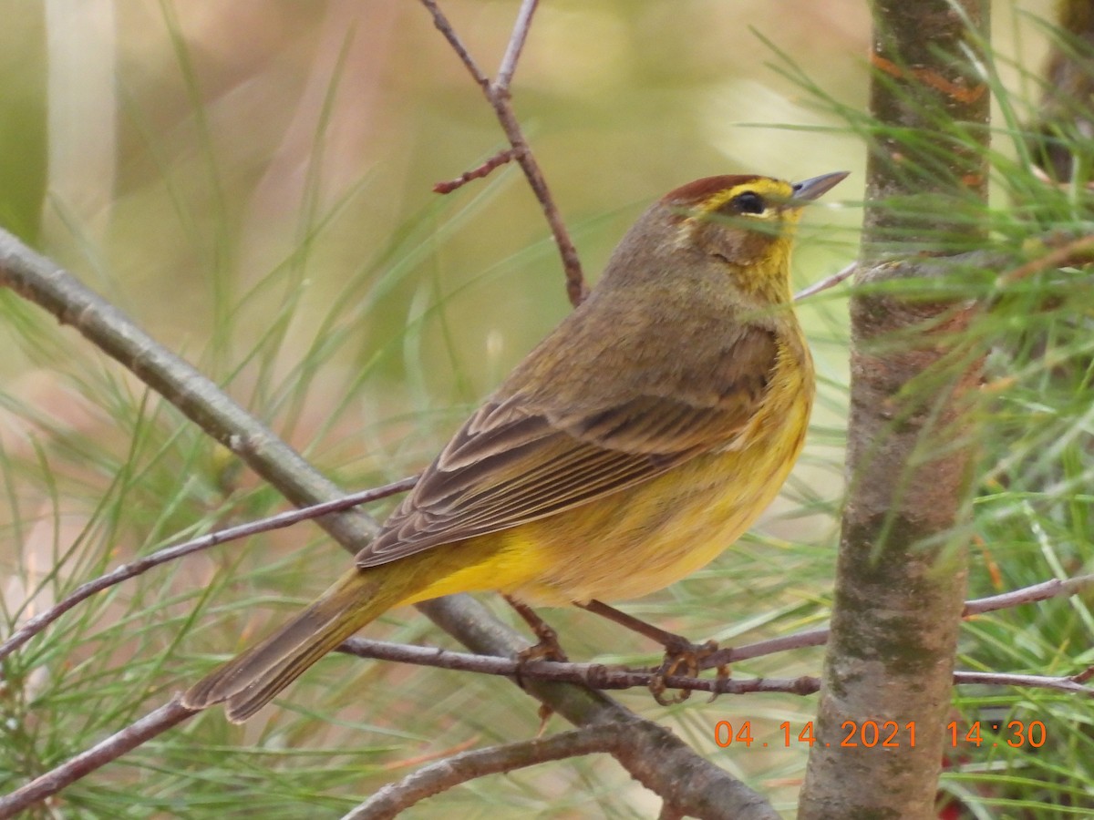 Palm Warbler - ML326359921