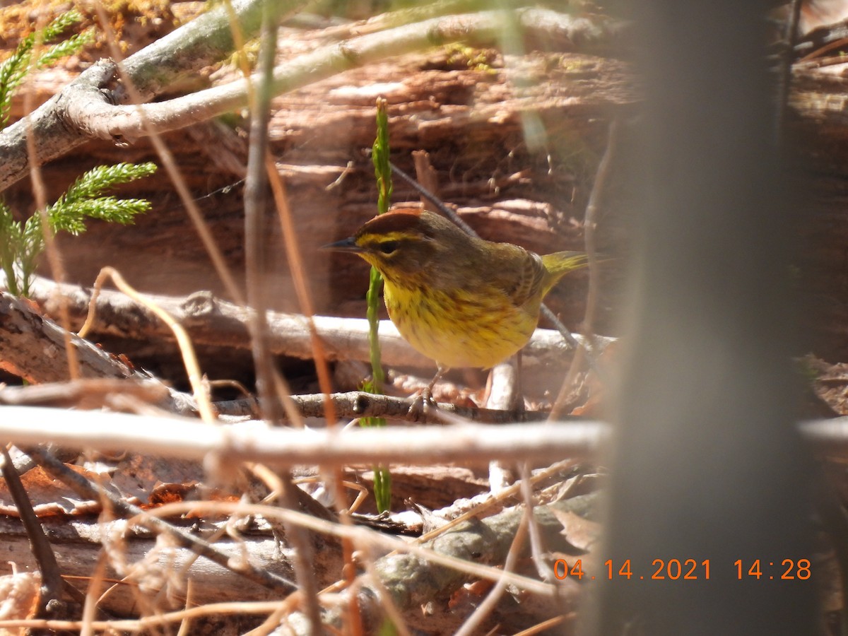 Palm Warbler - ML326360011