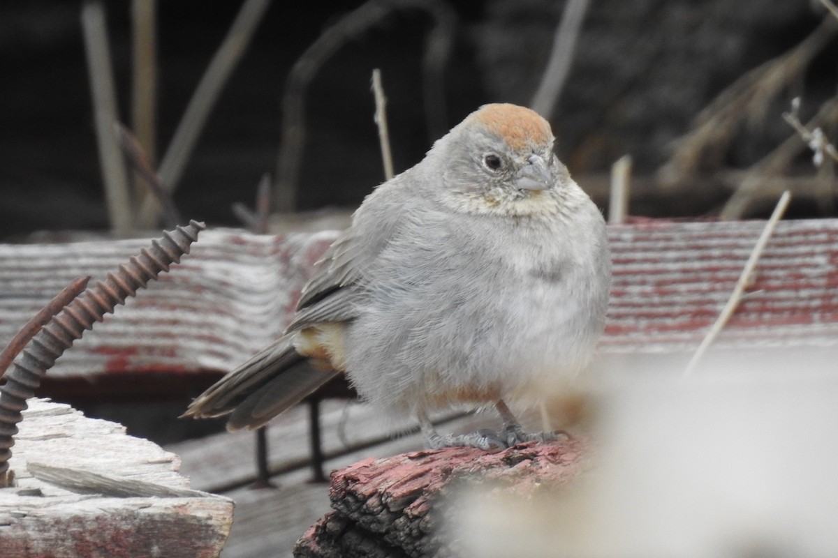 Canyon Towhee - ML326362541