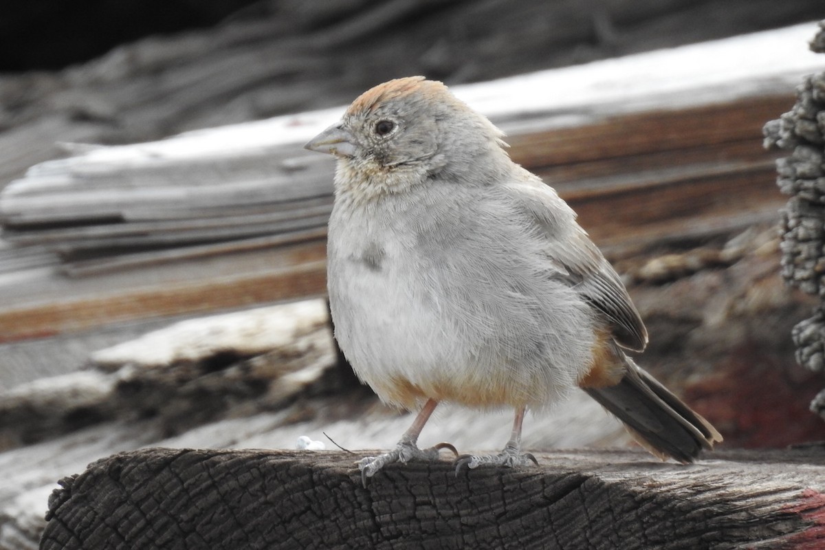Canyon Towhee - ML326362571
