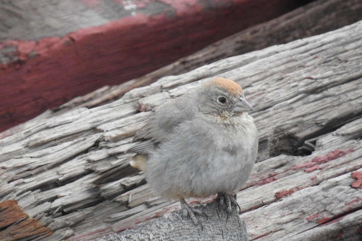 Canyon Towhee - ML326362581