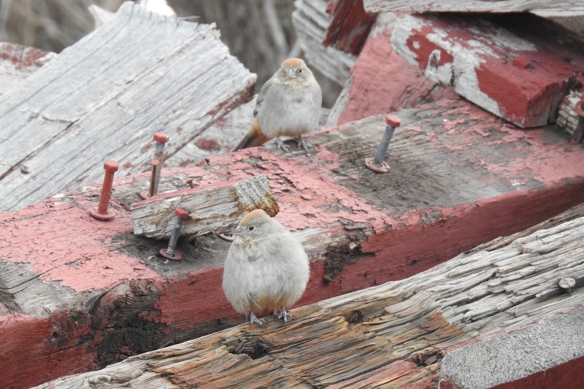 Canyon Towhee - ML326362611