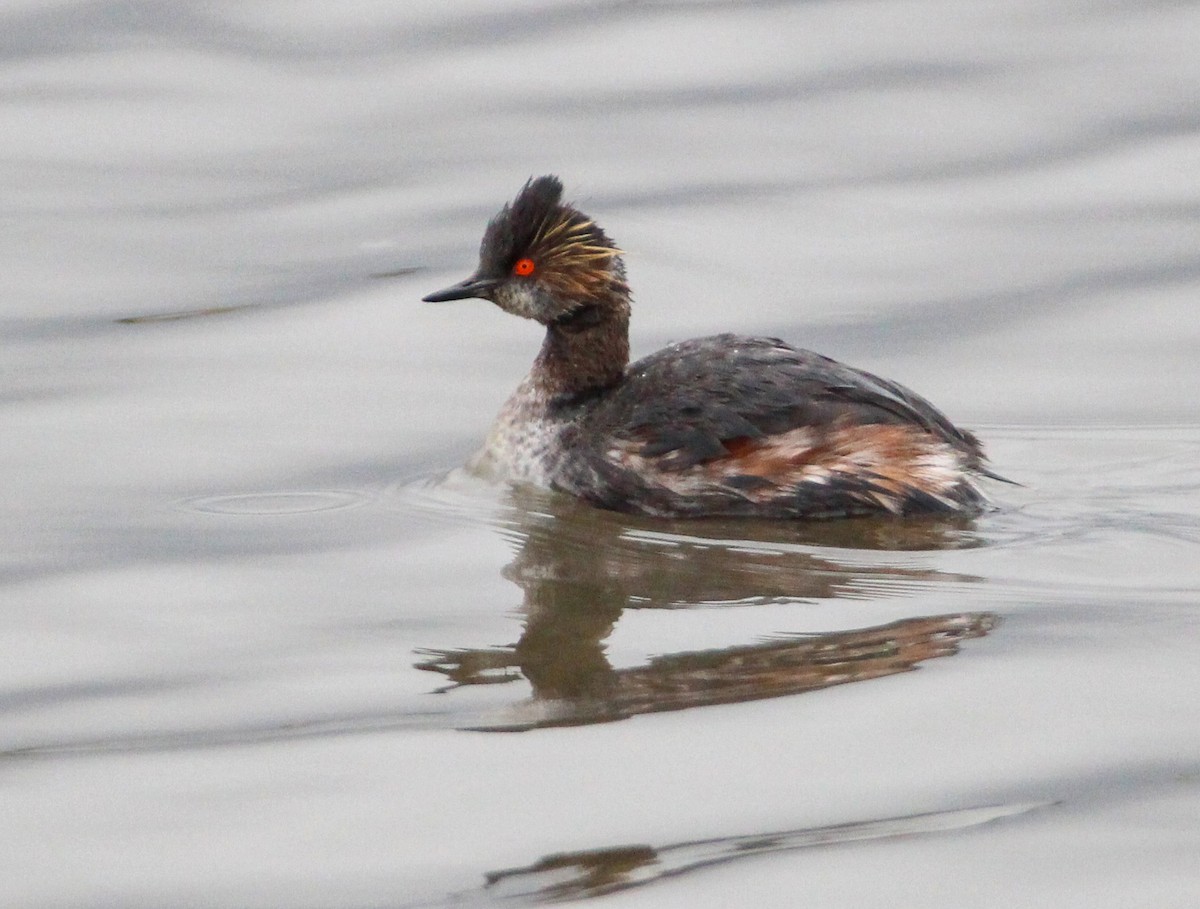 Eared Grebe - ML326363171