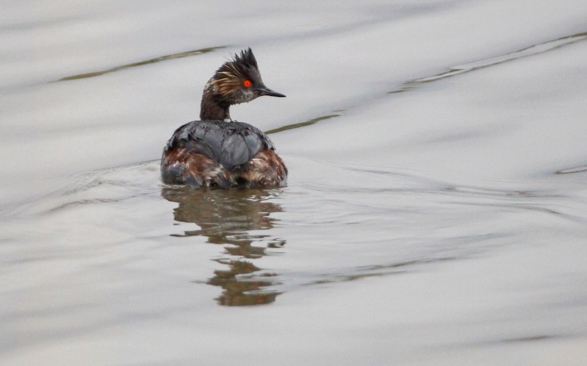 Eared Grebe - ML326363181