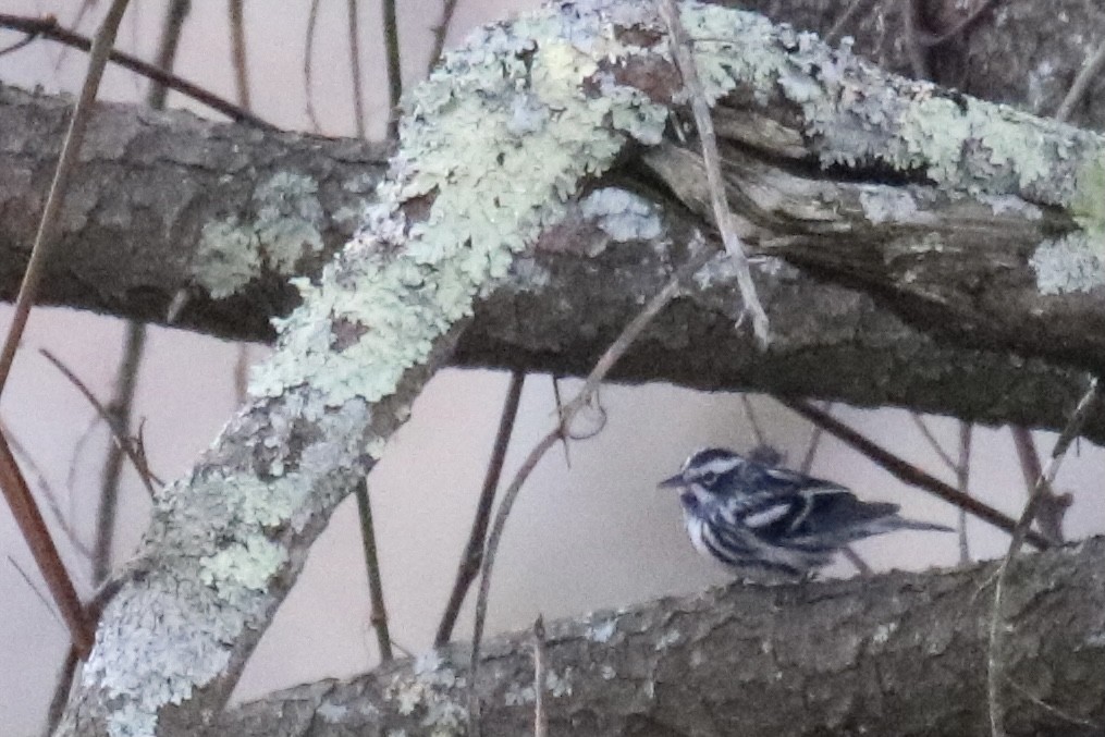 Black-and-white Warbler - ML326363851