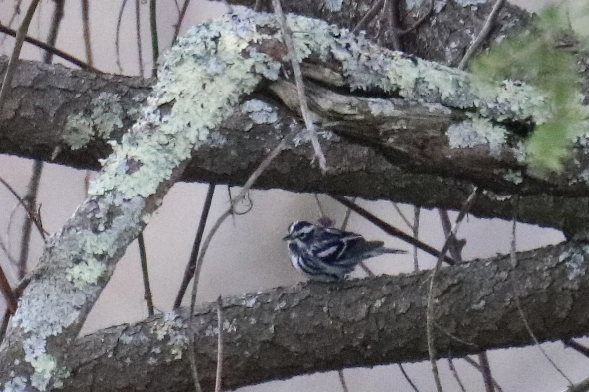 Black-and-white Warbler - ML326363861